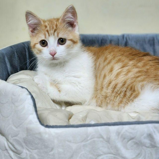 Изображение питомца