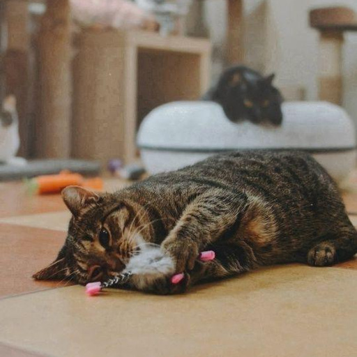 Изображение питомца