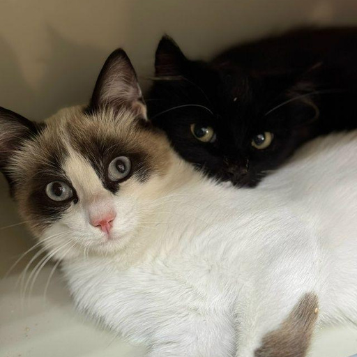 Изображение питомца