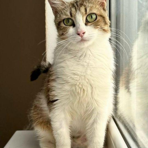 Изображение питомца