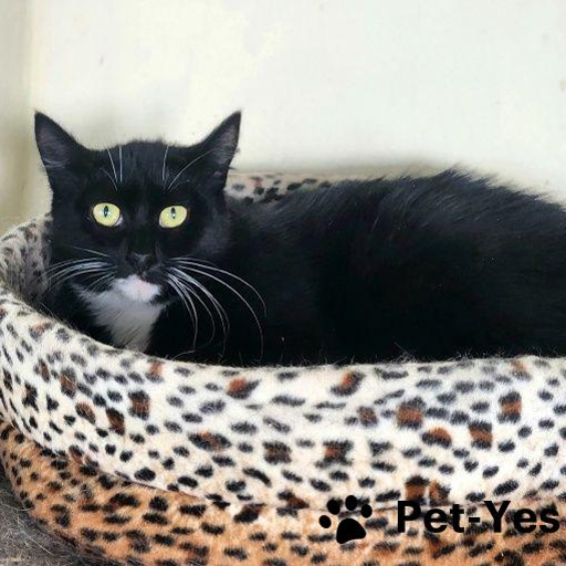 Изображение питомца