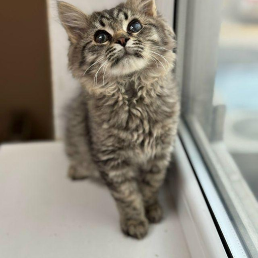 Изображение питомца