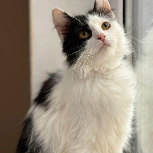 Изображение питомца