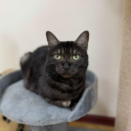 Изображение питомца