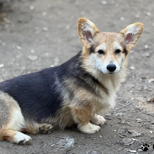 Изображение питомца