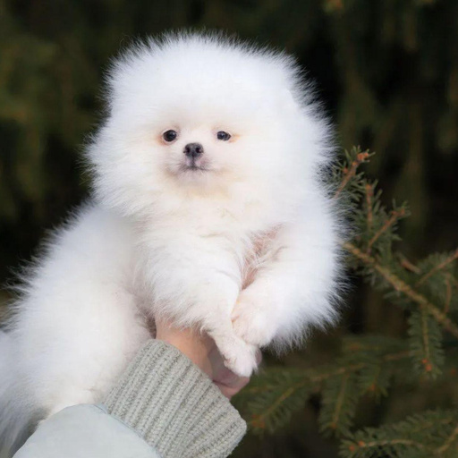 Изображение питомца