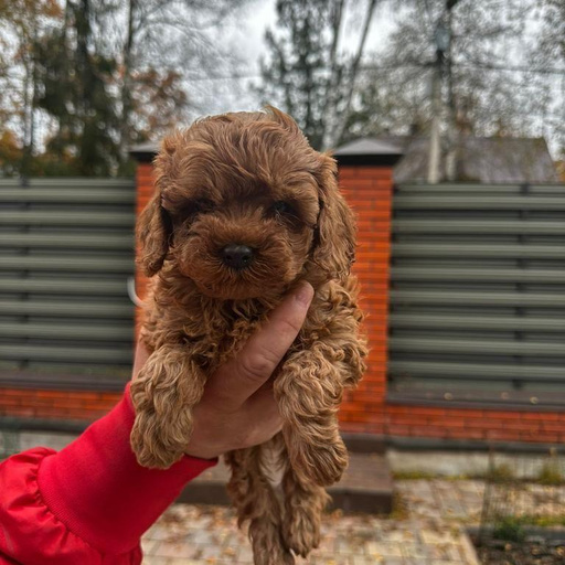 Изображение питомца