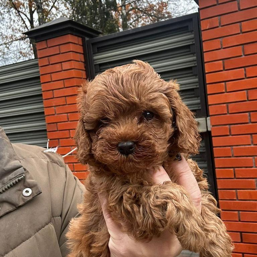 Изображение питомца