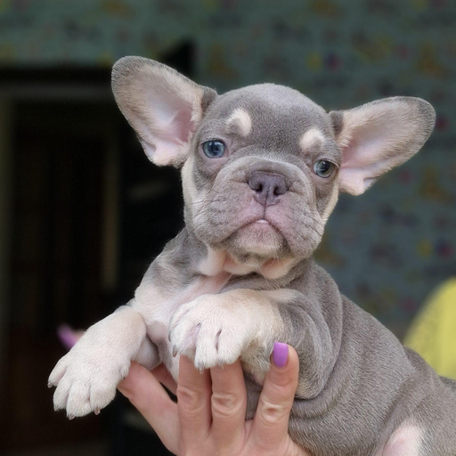 Изображение питомца