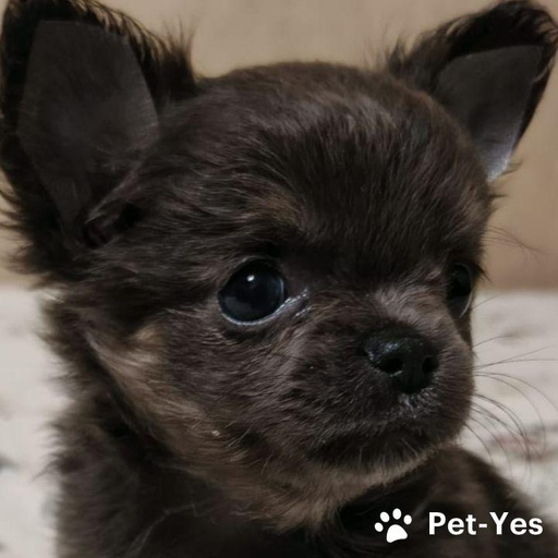 Изображение питомца