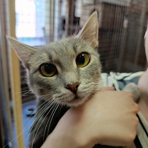 Изображение питомца