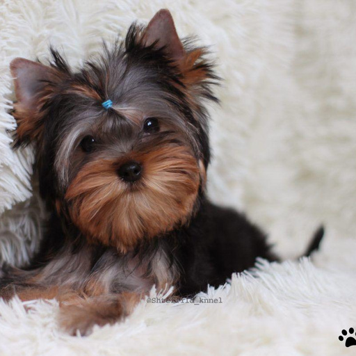 Изображение питомца