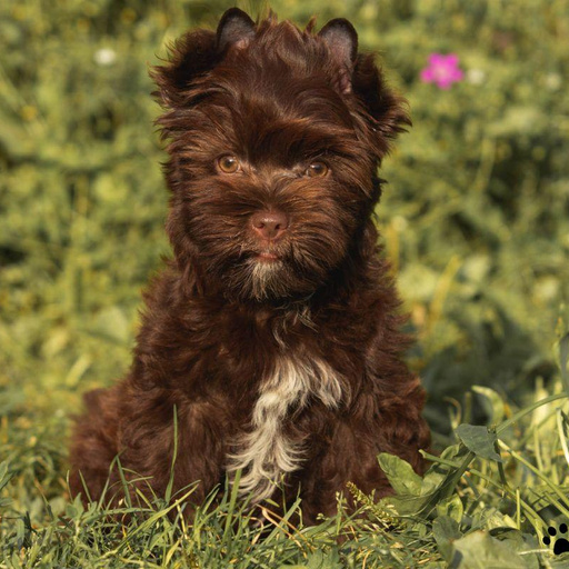 Изображение питомца