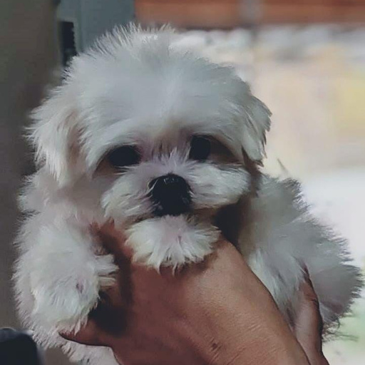 Изображение питомца