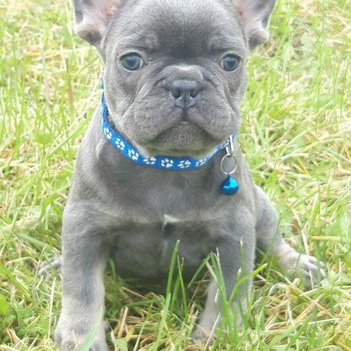 Изображение питомца