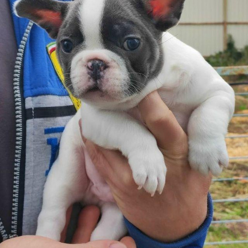 Изображение питомца