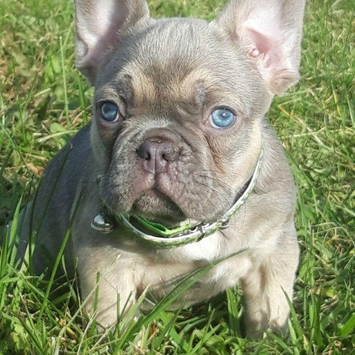 Изображение питомца