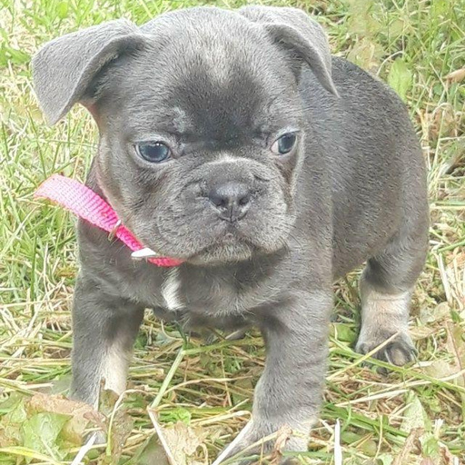 Изображение питомца