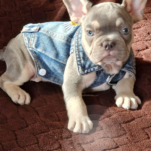 Изображение питомца