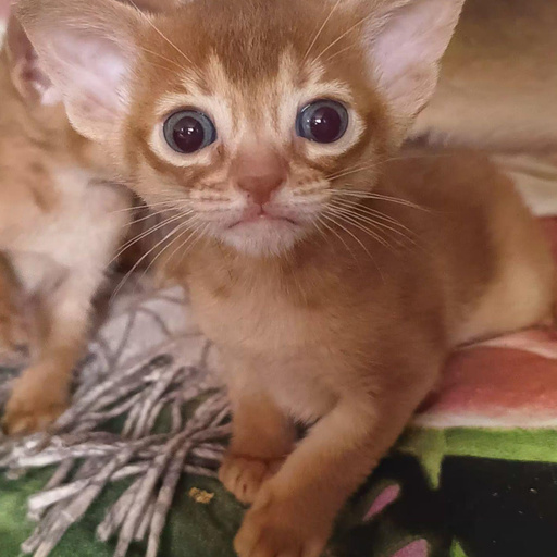 Изображение питомца