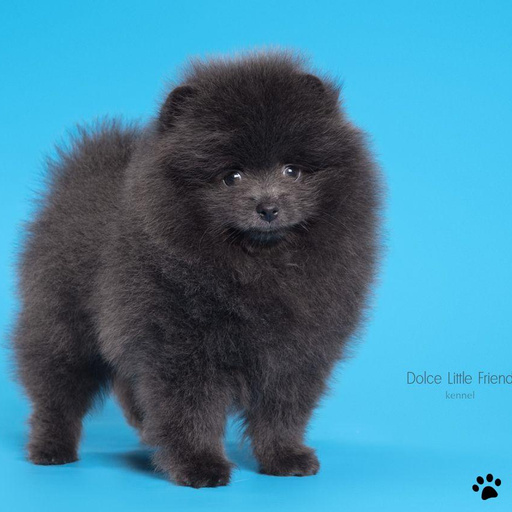 Изображение питомца