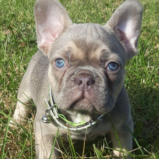 Изображение питомца