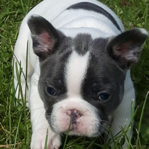 Изображение питомца