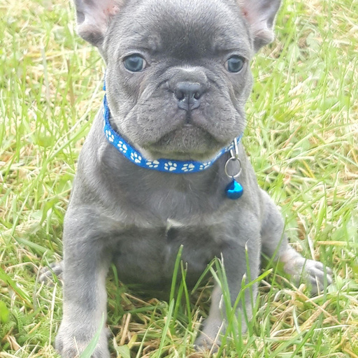 Изображение питомца