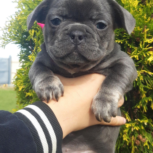 Изображение питомца