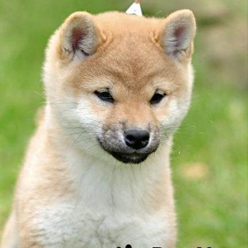 Изображение питомца