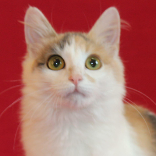 Изображение питомца