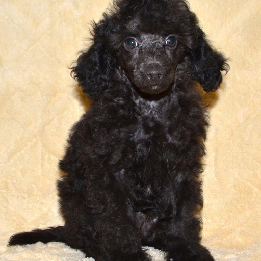 Изображение питомца