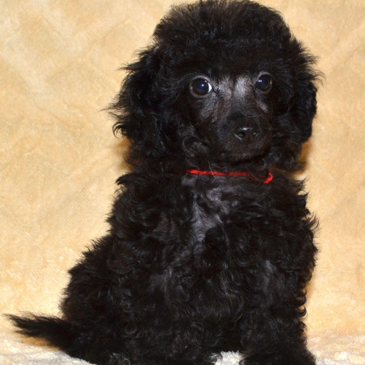 Изображение питомца