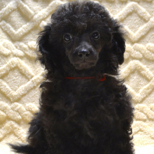 Изображение питомца