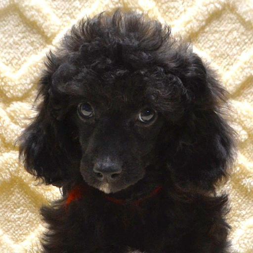 Изображение питомца