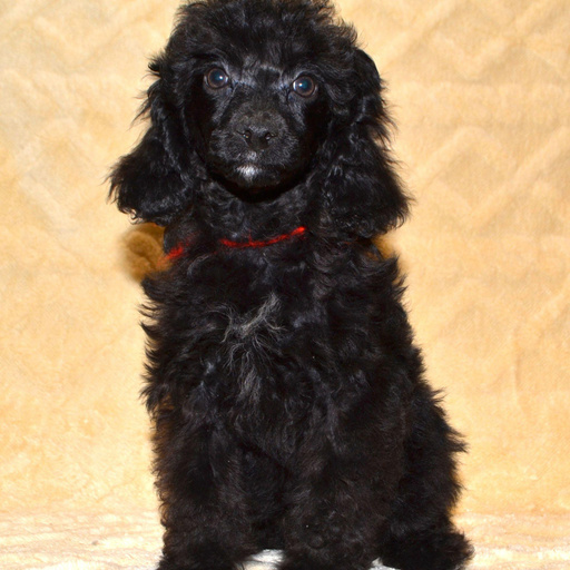 Изображение питомца