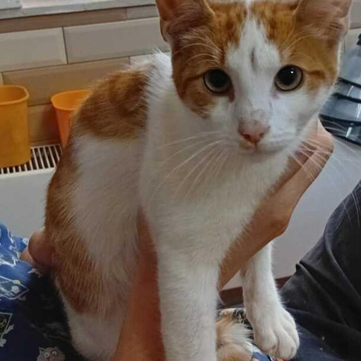 Изображение питомца