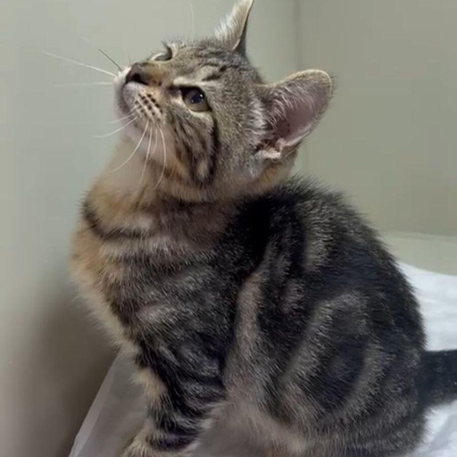 Изображение питомца