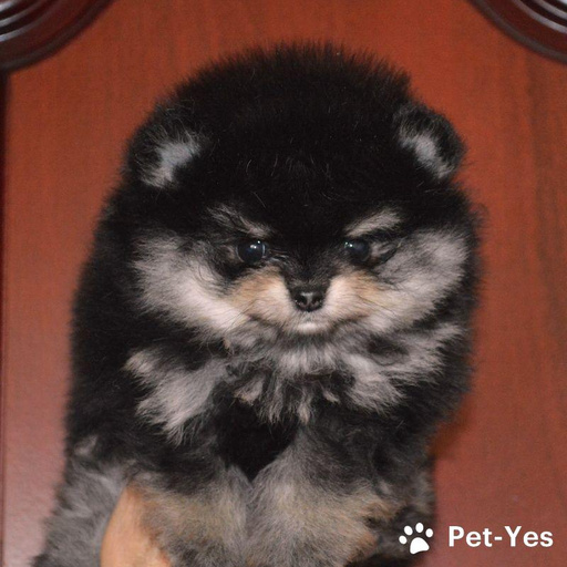 Изображение питомца