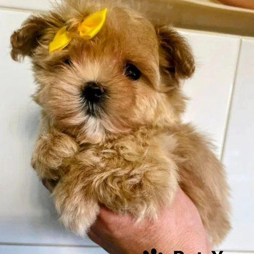 Изображение питомца