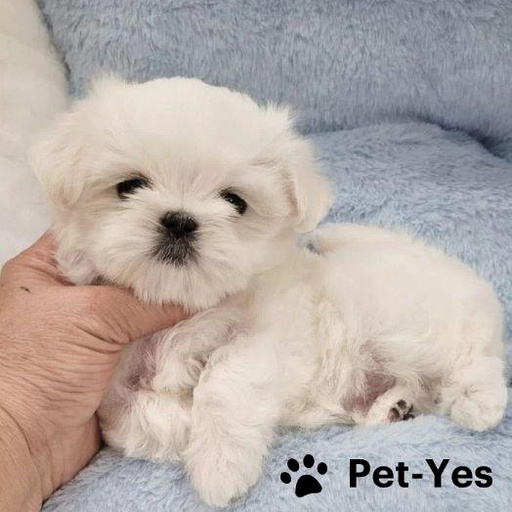 Изображение питомца