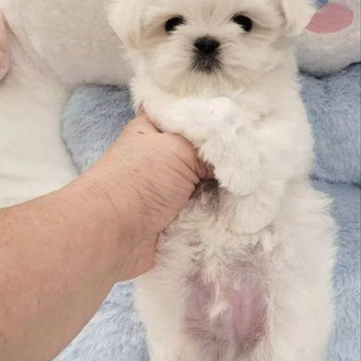 Изображение питомца