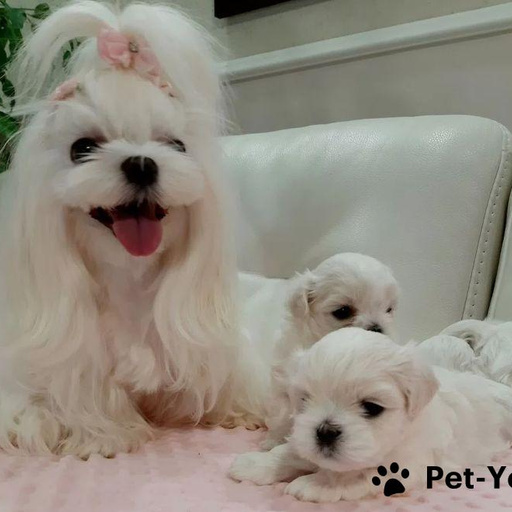 Изображение питомца