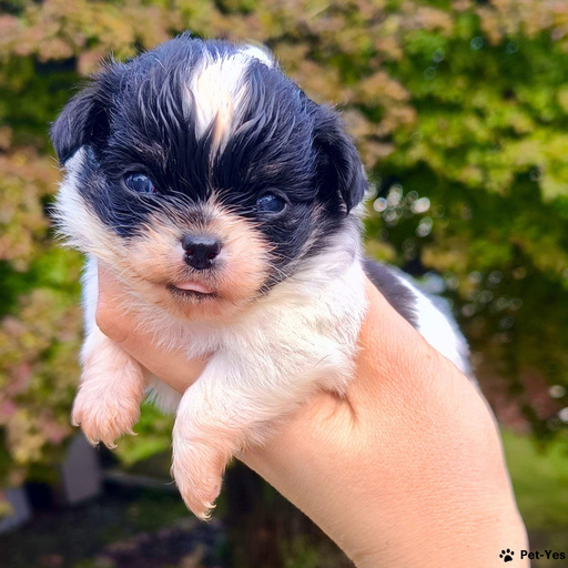 Изображение питомца