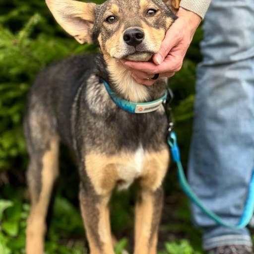 Изображение питомца