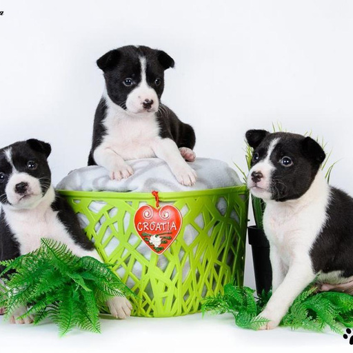 Изображение питомца