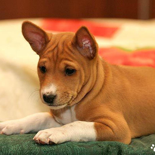 Изображение питомца