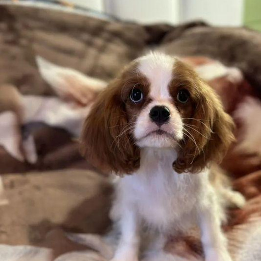 Изображение питомца