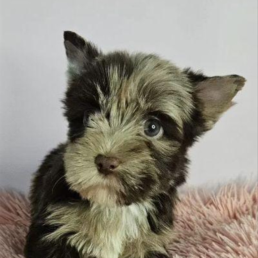 Изображение питомца