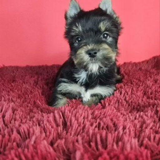 Изображение питомца